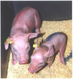 Portée de jeunes porcelets à la naissance - idena - alimentation elevage porc
