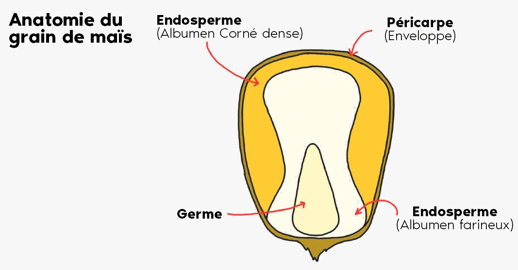 FORMULINFO - IDENA - AVRIL 2026 - anatomie du grain de maïs